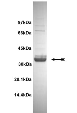 Eurofins DiscoverX CaM Kinase II Protein, Active 10 &mu;g | Buy Online | Eurofins DiscoverX | Fisher Scientific